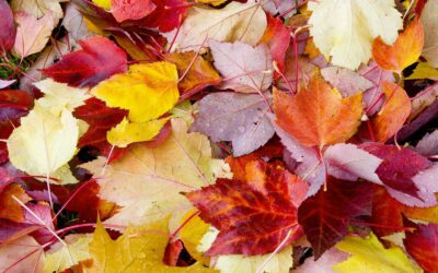 En voir de toutes les couleurs